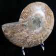 Huge Split Ammonite Pair - Agatized #6405-5